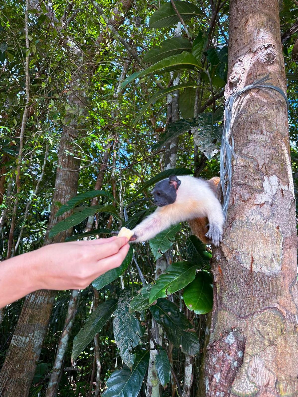 Floresta Zen - Pousada Xamanica Manaus Exterior photo